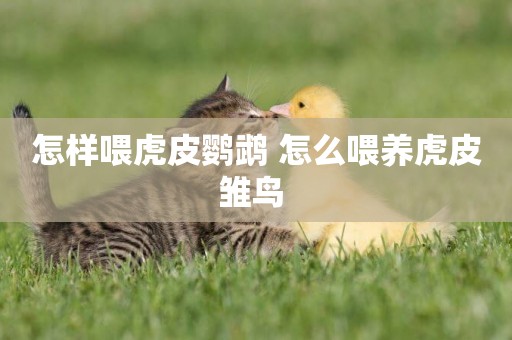 怎樣喂虎皮鸚鵡 怎么喂養虎皮雛鳥 