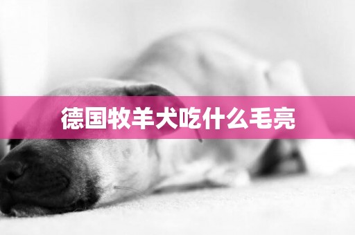 德國牧羊犬吃什么毛亮