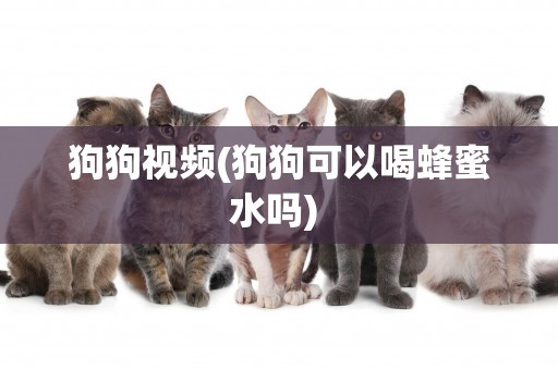 狗狗視頻(狗狗可以喝蜂蜜水嗎) 
