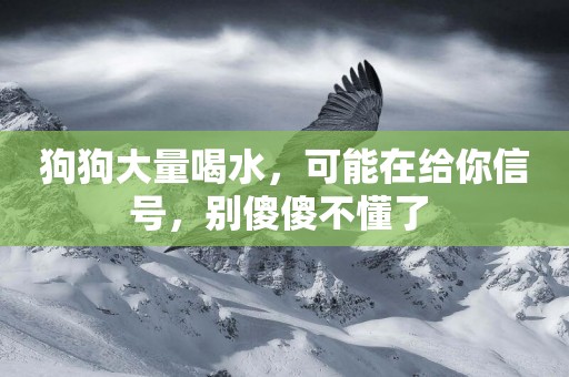 狗狗大量喝水，可能在給你信號，別傻傻不懂了 