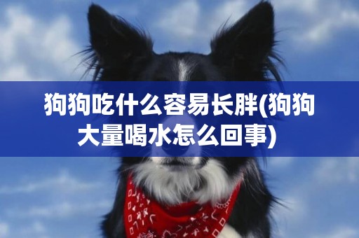 狗狗吃什么容易長胖(狗狗大量喝水怎么回事) 