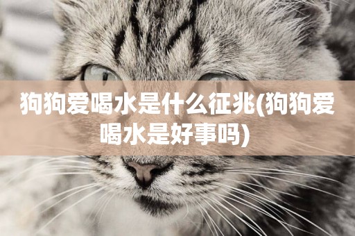 狗狗愛喝水是什么征兆(狗狗愛喝水是好事嗎) 