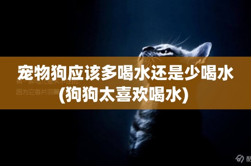 寵物狗應該多喝水還是少喝水(狗狗太喜歡喝水) 