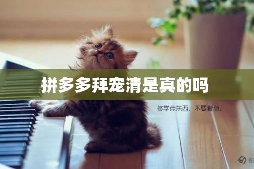 拼多多拜寵清是真的嗎 