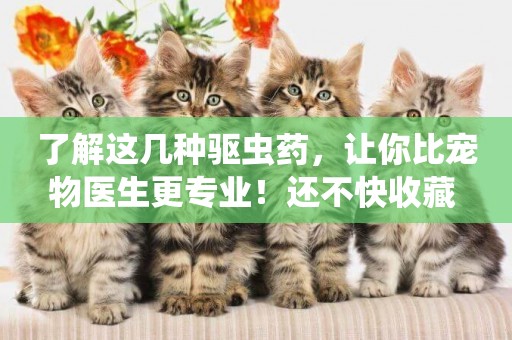 了解這幾種驅蟲藥，讓你比寵物醫生更專業！還不快收藏 
