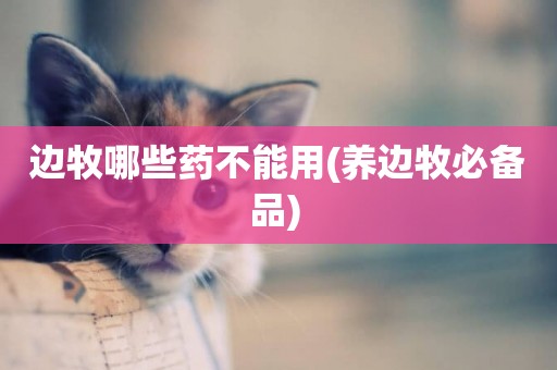 邊牧哪些藥不能用(養邊牧必備品) 