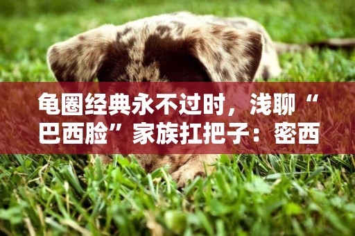 龜圈經典永不過時，淺聊“巴西臉”家族扛把子：密西西比紅耳龜 