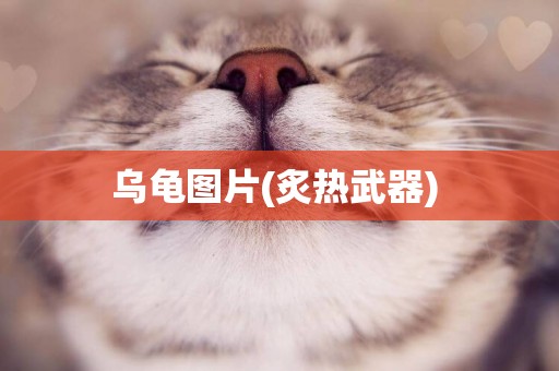 烏龜圖片(炙熱武器) 