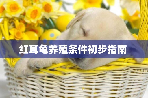 紅耳龜養殖條件初步指南 