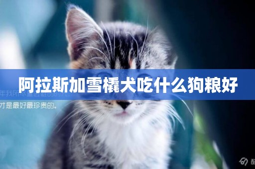 阿拉斯加雪橇犬吃什么狗糧好