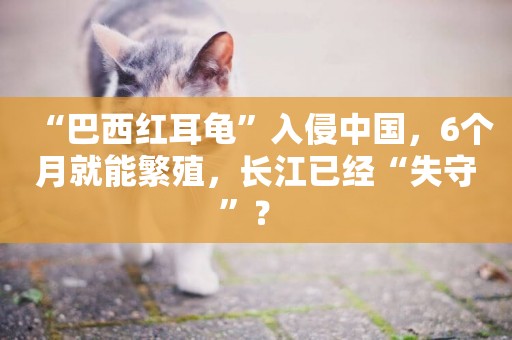 “巴西紅耳龜”入侵中國，6個月就能繁殖，長江已經“失守”？ 