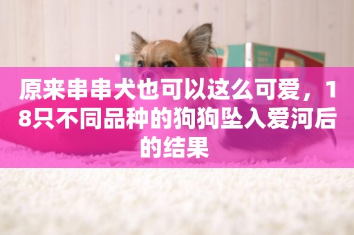 原來串串犬也可以這么可愛，18只不同品種的狗狗墜入愛河后的結果 