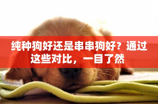 純種狗好還是串串狗好？通過這些對比，一目了然 