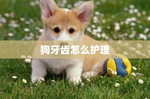 狗牙齒怎么護理