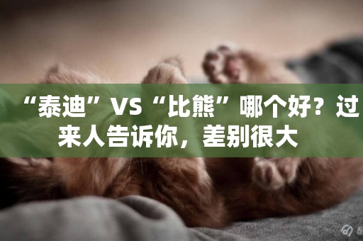 “泰迪”VS“比熊”哪個好？過來人告訴你，差別很大 
