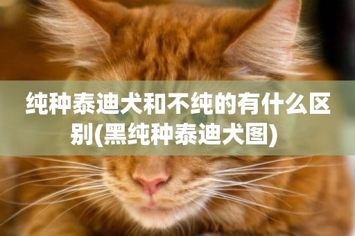 純種泰迪犬和不純的有什么區別(黑純種泰迪犬圖) 