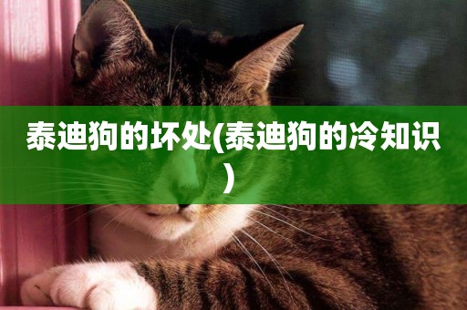 泰迪狗的壞處(泰迪狗的冷知識) 
