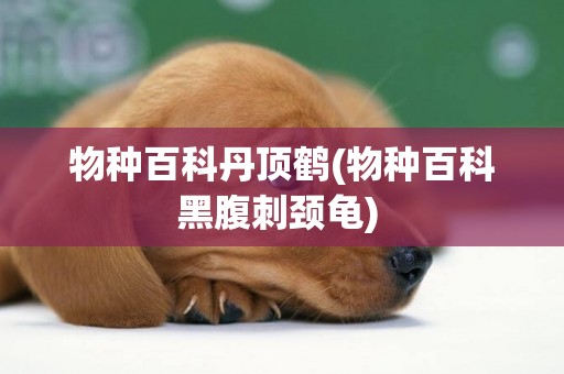 物種百科丹頂鶴(物種百科黑腹刺頸龜) 
