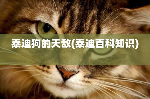 泰迪狗的天敵(泰迪百科知識) 