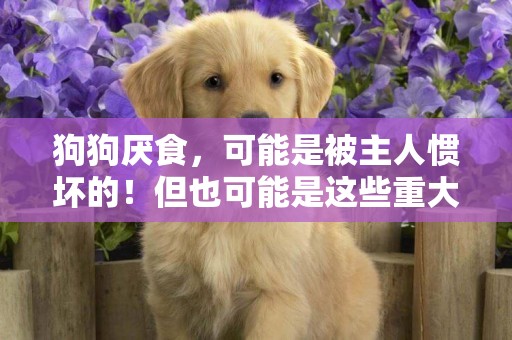 狗狗厭食，可能是被主人慣壞的！但也可能是這些重大疾病的征兆 
