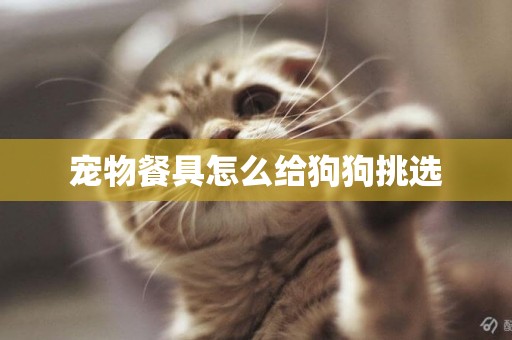 寵物餐具怎么給狗狗挑選
