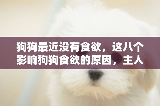 狗狗最近沒有食欲，這八個影響狗狗食欲的原因，主人要自行判斷 