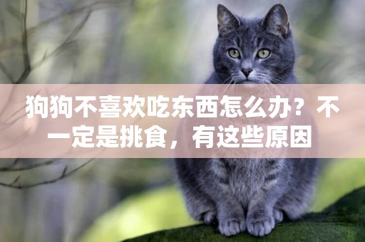 狗狗不喜歡吃東西怎么辦？不一定是挑食，有這些原因 