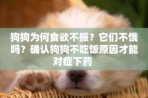 狗狗為何食欲不振？它們不餓嗎？確認狗狗不吃飯原因才能對癥下藥 