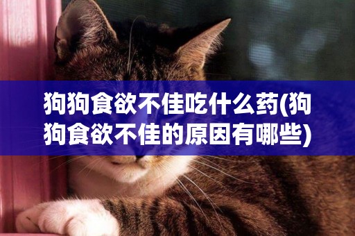 狗狗食欲不佳吃什么藥(狗狗食欲不佳的原因有哪些) 