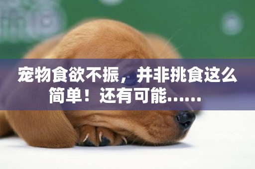寵物食欲不振，并非挑食這么簡單！還有可能…… 