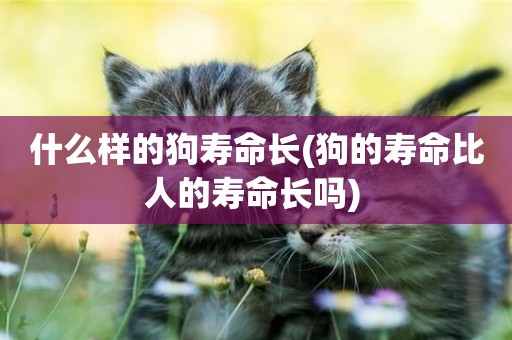什么樣的狗壽命長(狗的壽命比人的壽命長嗎) 