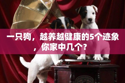 一只狗，越養越健康的5個跡象，你家中幾個？ 