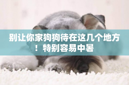 別讓你家狗狗待在這幾個地方！特別容易中暑 