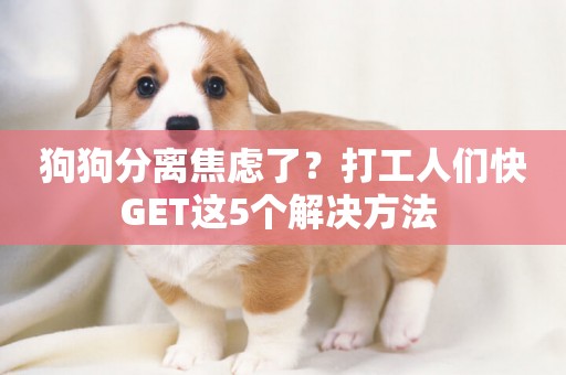 狗狗分離焦慮了？打工人們快GET這5個解決方法 