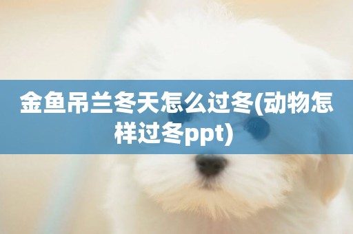 金魚吊蘭冬天怎么過冬(動物怎樣過冬ppt) 