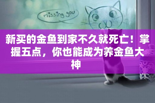 新買的金魚到家不久就死亡！掌握五點，你也能成為養金魚大神 