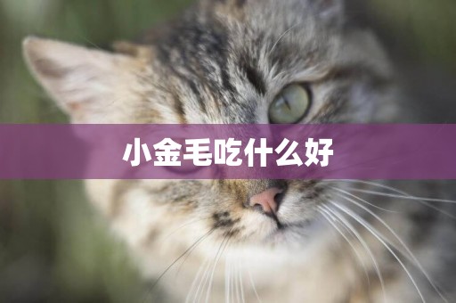 小金毛吃什么好