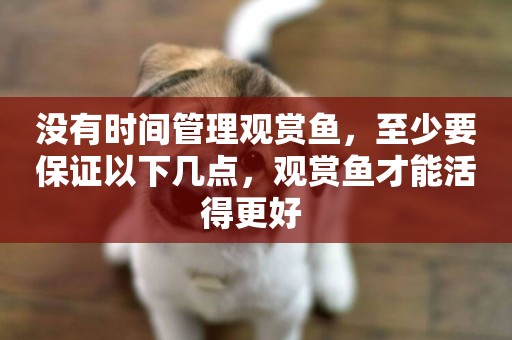 沒有時間管理觀賞魚，至少要保證以下幾點，觀賞魚才能活得更好 