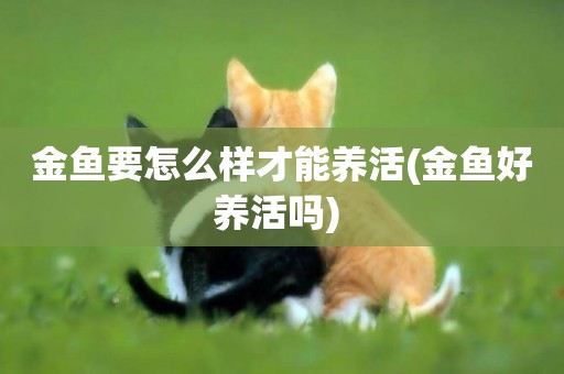 金魚要怎么樣才能養活(金魚好養活嗎) 