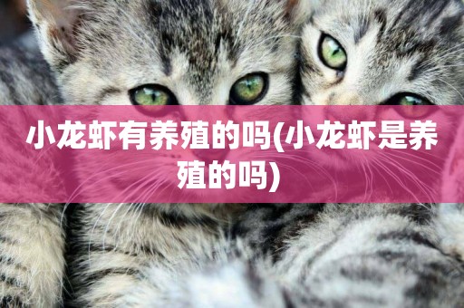 小龍蝦有養殖的嗎(小龍蝦是養殖的嗎) 
