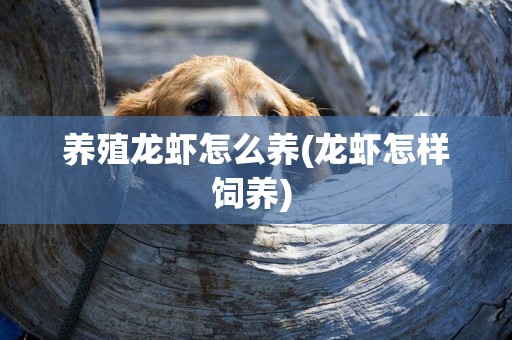養殖龍蝦怎么養(龍蝦怎樣飼養) 