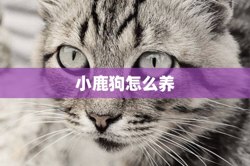 小鹿狗怎么養