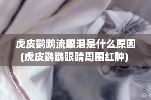 虎皮鸚鵡流眼淚是什么原因(虎皮鸚鵡眼睛周圍紅腫) 