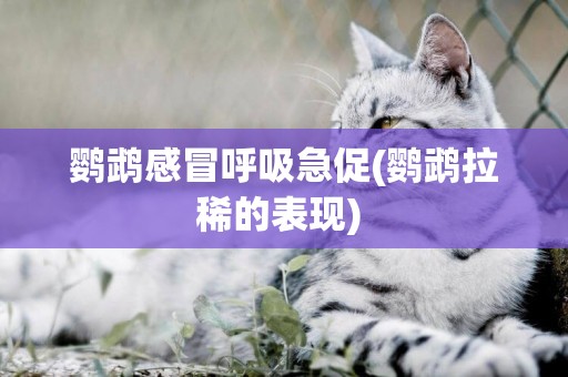 鸚鵡感冒呼吸急促(鸚鵡拉稀的表現) 