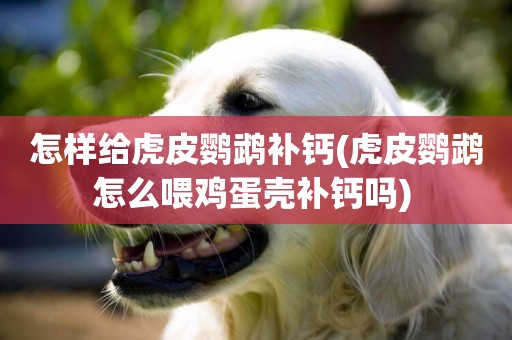 怎樣給虎皮鸚鵡補鈣(虎皮鸚鵡怎么喂雞蛋殼補鈣嗎) 