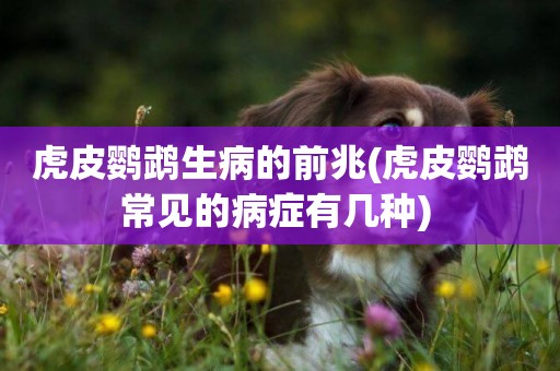 虎皮鸚鵡生病的前兆(虎皮鸚鵡常見的病癥有幾種) 