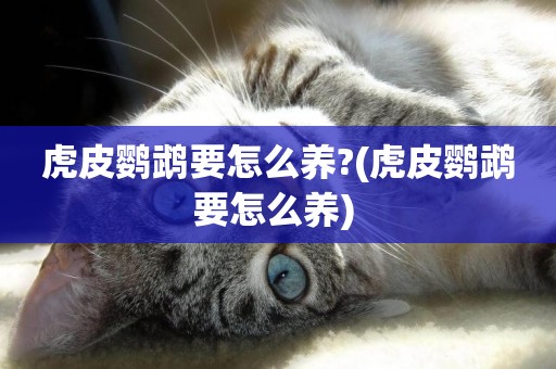 虎皮鸚鵡要怎么養?(虎皮鸚鵡要怎么養) 
