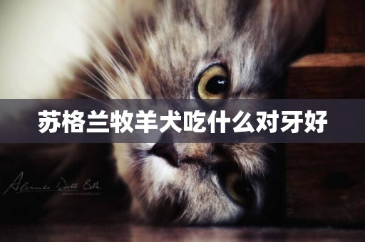 蘇格蘭牧羊犬吃什么對牙好