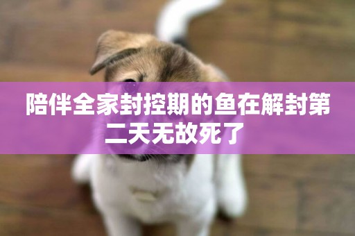 陪伴全家封控期的魚在解封第二天無故死了 