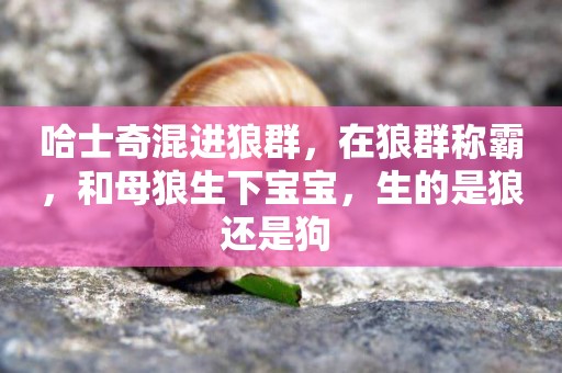 哈士奇混進狼群，在狼群稱霸，和母狼生下寶寶，生的是狼還是狗 